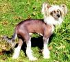 Mstic-Heart-Break Wizard Chinese Crested
