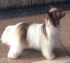 Jewels Leather n Lace Chinese Crested