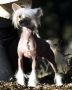 Vanitonia A Moment In Time  Chinese Crested