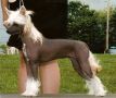 Heluja's Charmin Fing En Rogue Chinese Crested