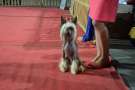 Incanto Del Mondo Intend to Win your Heart Chinese Crested