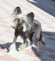 Zhaklin Chinese Crested