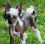 Woodcrest A Cool Breeze Chinese Crested