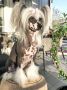Ferrari Perle by Little Jade Chinese Crested