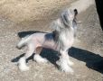 Stormblstens Baobhan Sith Chinese Crested