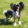 Sirocco Walking On High Heels Chinese Crested