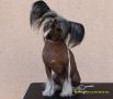 Gallurius Pearl of the Black Sea Chinese Crested