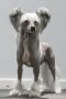 Vanitonia First N Foremost Chinese Crested