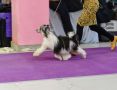 Laisan Island  My Kiss of Fortune Chinese Crested