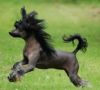 Pasja Roingold Chinese Crested