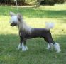 Blanch-O's Sharpshooter Chinese Crested