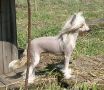 Proud Pony Tequila Chinese Crested
