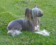 Super Crests Black Onyx Chinese Crested