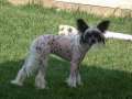 Wurr Foxy Lady De Ville Chinese Crested