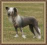Atxarrea  Diamons Are Forever Chinese Crested