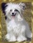 Frendor's O'Lady Lou Chinese Crested