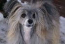 Old Chum's Goldmine Chinese Crested