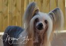 Multi CH My Longtime Companion Daryl at Magnus Staff Chinese Crested