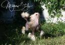 Multi Ch, Jch Magnus Staff Etoile De Mer Chinese Crested