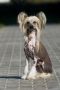 Fiery Fame Magic Sun Chinese Crested