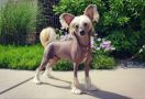 Klearly Tick Tock Make it Rock Chinese Crested