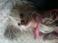 Zhannel's Cosmopolitan Chinese Crested