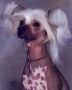 Wind Wicked Witch Of Rompford Chinese Crested