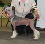 Sherabill Good Golly Its Ollie (Yorkhouse) Chinese Crested