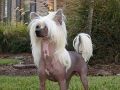 One Hot Tottie N'Co. Chinese Crested