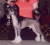 Rompford Dark N Haunting Wind Chinese Crested