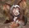 Irene House Baronesse Bless Chinese Crested