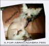 A For Dew Abrakadabra Fen Chinese Crested