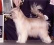 Gingery's Eclair Chinese Crested