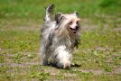 Grand Sunlife Montana Chinese Crested