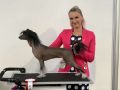 Cladary Triumph Exclusive Beauty Chinese Crested