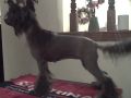 Sonshine Magpie On Broadway Chinese Crested