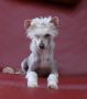 Chinois Creme Caramel Chinese Crested