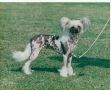 Mincrest Made To Measure For Blandora Chinese Crested