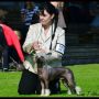 Amyfield Show Must Go On Chinese Crested