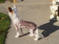 Mohawk Ringside Rumour Chinese Crested
