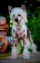 SnT's Watch Me Wiggle Chinese Crested