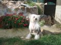 Atxarrea From Russia With Love Chinese Crested