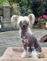 Cladary Triumph Gali Lion Chinese Crested