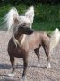 In-sa-in Aida Chinese Crested