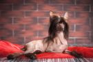 Only You My Dream Chocolatier Chinese Crested