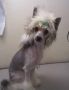 Woodcrest Angel in Disguise Chinese Crested