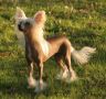 Rainbow of ilusion de Almamasan Chinese Crested
