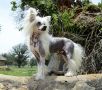Crestyle Custom Made Twice HL Chinese Crested