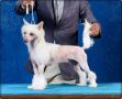Hl Angel Of Avalon Land Chinese Crested