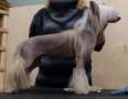 Domtotem Imperador Chinese Crested
